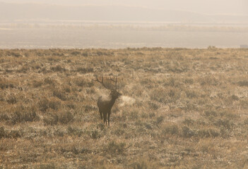 Bull Elk in the Fall Rut in Wyoming