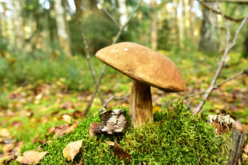 White mushroom in the forest against the background of green vegetation. Awesome boletus grows in wildlife. Porcini bolete mushrooms. Season for picked gourmet mushrooming.