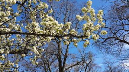 Spring trees blooming in white