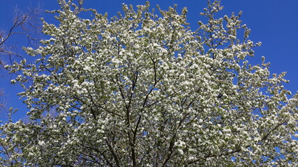 Spring trees blooming in white