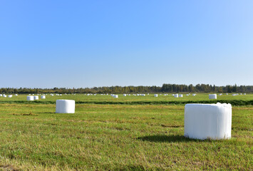 Hay in rolls in white packages stored on field on blue sky background. Harvesting dry grass for agriculture. Ecological fuel in straw briquettes. Biofuel production from agricultural residues