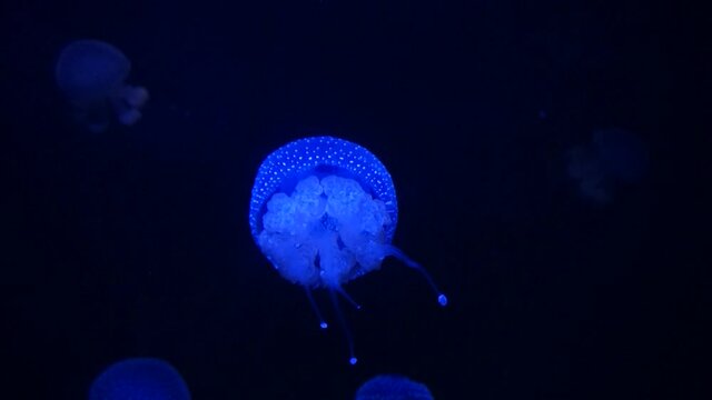 A purple jellyfish swims in the water