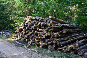 Piled pine tree logs  in forest. Stacks of cut wood. Wood logs, timber logging, industrial destruction. Forests illegal Disappearing. Environmetal concept, illegal deforestation.