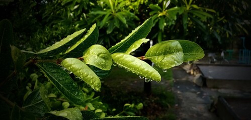 water drop