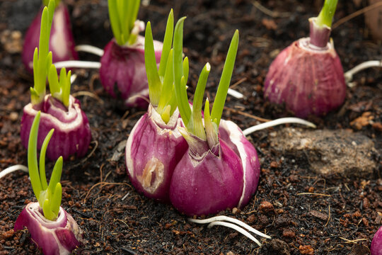 Close up Shallots sprouted young leaves on the ground. Close up of an organic.