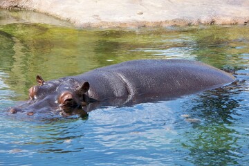 Fototapeta premium Hippo