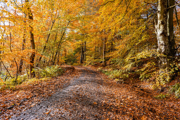 Woodland Muddy Footpath in Autumn