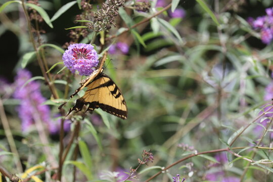 butterfly feeding on purple flowers