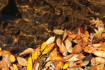 orange leaves on water ripple.