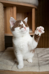 Fototapeta na wymiar playful cinnamon white british shorthair kitten standing on scratching post platform raising paw