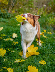 young australian shepherd in the autumnal garden