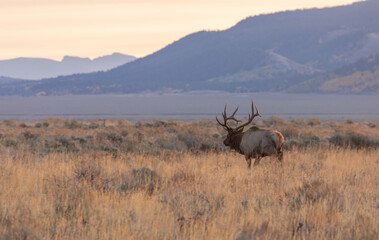 Bull Elk in the Fall Rut in Wyoming