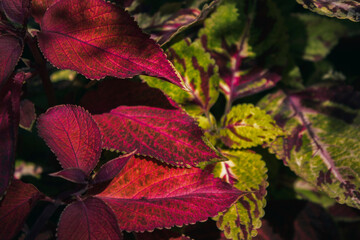 Coleus. Coleus plant background. Red yellow leaves of Coleus.