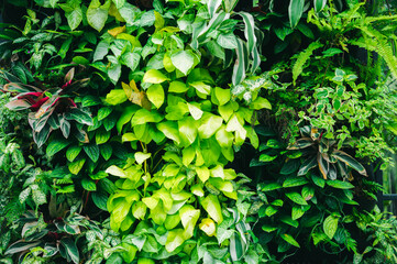 tropical leaves, abstract green leaves texture, nature background