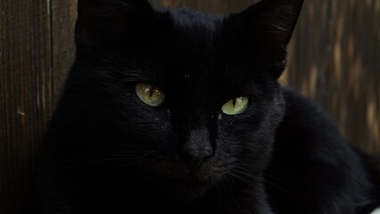 black cat portrait