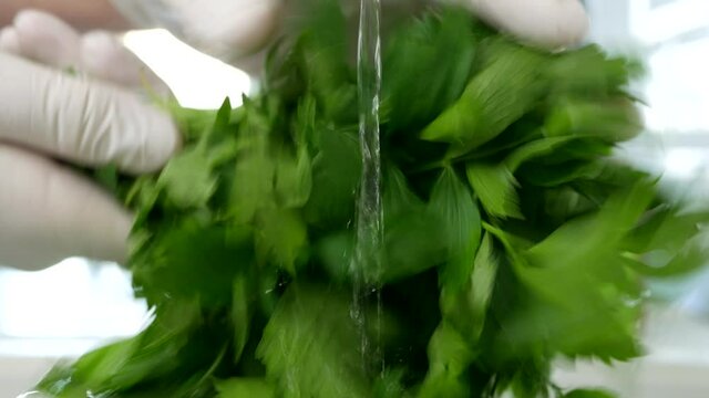 Blurred Image of a Person Wearing Protective Gloves Washing a Bunch of Fresh Parsley in the Sink
