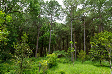 trees in the woods