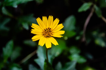 yellow dandelion flower
