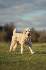 A young labradoodle having fun in the British countryside