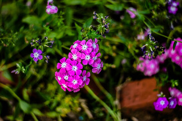 Fototapeta premium flowers in the garden