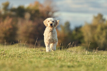 A young labradoodle having fun in the British countryside