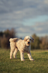 A young labradoodle having fun in the British countryside
