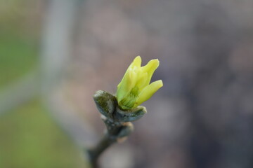 bud of a flower
