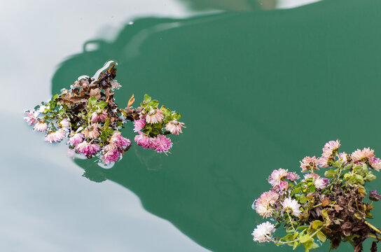 Dettaglio di alcuni fiori gettati in un canale di Venezia che galleggiano sull&rsquo;acqua