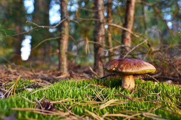 White mushroom in the forest against the background of green vegetation. Awesome boletus grows in wildlife. Porcini bolete mushrooms. Season for picked gourmet mushrooming.