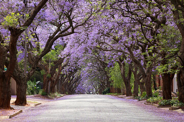 Naklejka premium Jacaranda trees season in Johannesburg