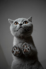 bottom view of a cute gray british shorthair kitten standing on glass table