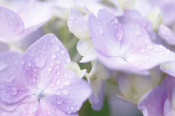 Obraz premium アジサイ