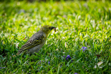 Birds Of Southern Africa 