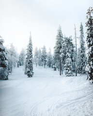 winter forest in the snow