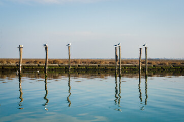 Gabbiani appollaiati sulle briccole, tipici pali della navigazione, in un canale della laguna di Venezia dalle parti di Burano © Andrea Vismara