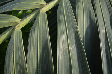 close up of leaves