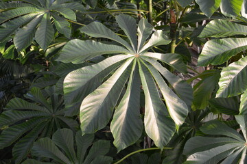 close up of leaves