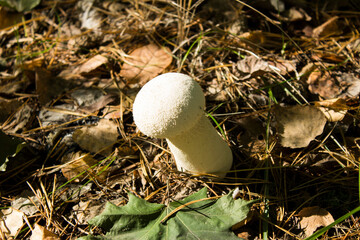 Closeup on inedible mushroom  in autumn forest