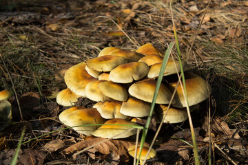Closeup on inedible mushrooms  in autumn forest