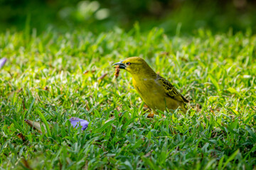 Fototapeta premium Birds Of Southern Africa 