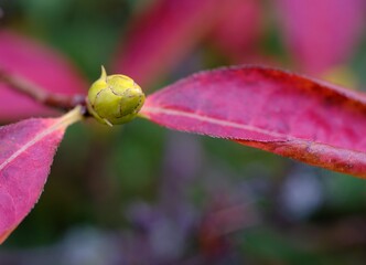 macro of a pink flower bud
