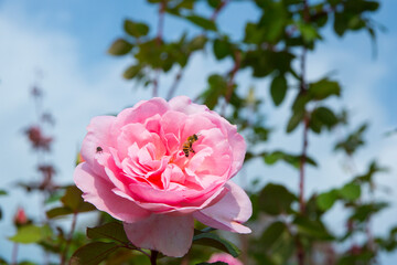 ピンク系の色のバラ