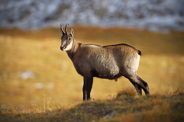 Chamois staying in an autumn gold mountain meadow
