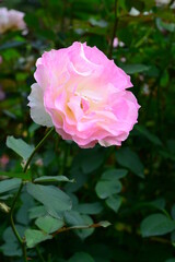 ピンク系の色のバラ