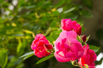 ピンク系の色のバラ