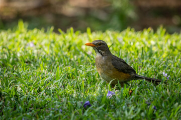 Birds Of Southern Africa 