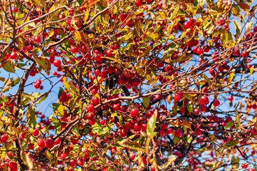 Berries and Berries