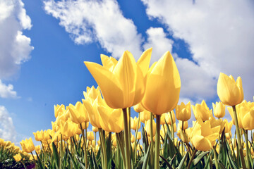 Close up of yellow tulips seen from frog perspective against a blue sky with clouds.
