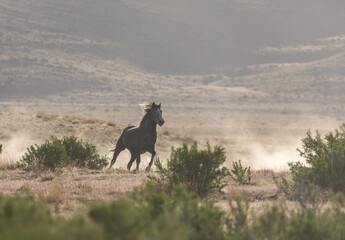 Wild horse in the Utah Desert