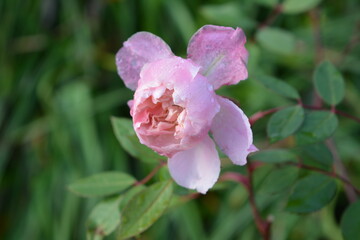 pink rose flower